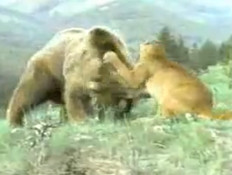 פומה נגד דוב (צילום: צילום מסך)